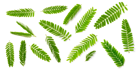 collection of fresh tamarind leaves isolated on white background, top viewの写真素材