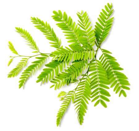 fresh tamarind leaves isolated on white backgroundの写真素材