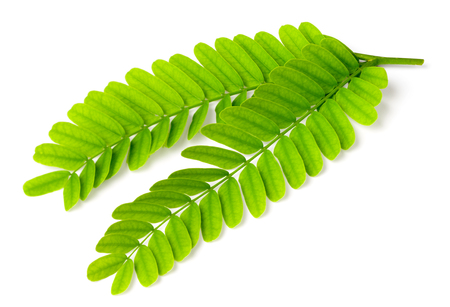 fresh tamarind leaves isolated on white backgroundの写真素材