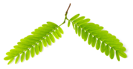 fresh tamarind leaves isolated on white backgroundの写真素材