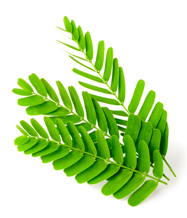 fresh tamarind leaves isolated on white backgroundの写真素材