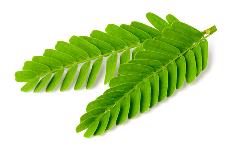 fresh tamarind leaves isolated on white backgroundの写真素材