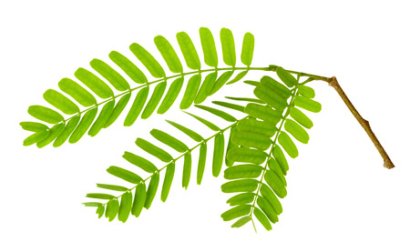 fresh tamarind leaves isolated on the white backgroundの写真素材