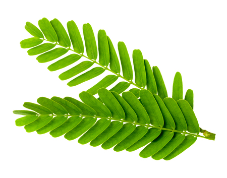 fresh tamarind leaves isolated on the white backgroundの写真素材