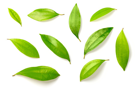 fresh cinnamon leaves isolated on white backgroundの写真素材