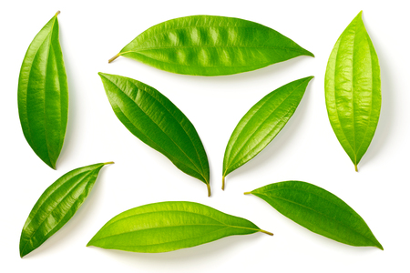 fresh cinnamon leaves isolated on white backgroundの写真素材