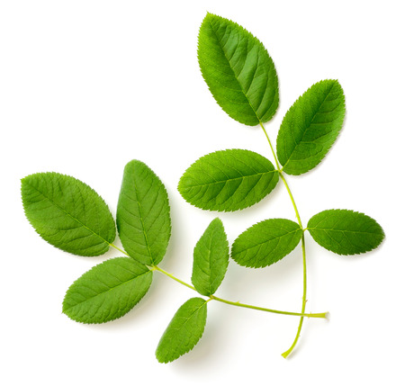 fresh rose leaves isolated on the white background, top viewの写真素材