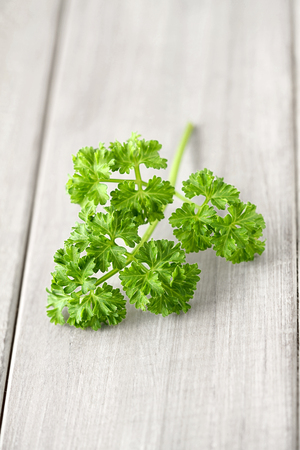 fresh curly parsley leaves on the wooden tableの写真素材