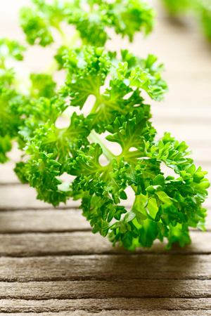 fresh curly parsley leaves on the wooden tableの写真素材