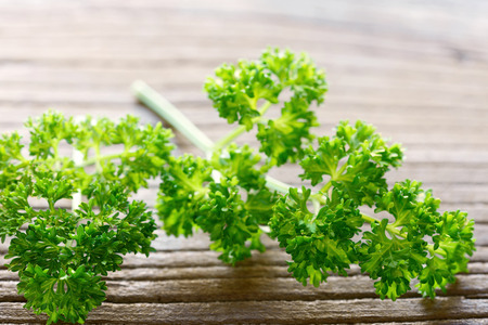 fresh curly parsley leaves on the wooden tableの写真素材