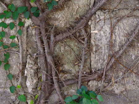 Close up plant and root growing on concrete wallの写真素材