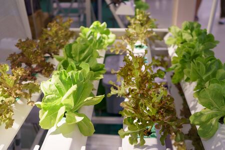 Young and fresh Organic harvested vegetables hydroponic gardenの写真素材