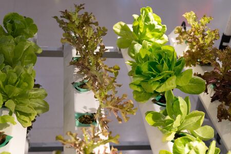 Young and fresh Organic harvested vegetables hydroponic gardenの写真素材