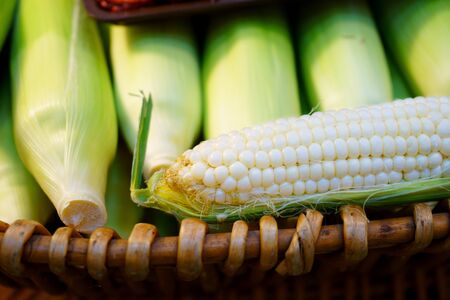 young cobs of fresh White sweet corn from organic garden