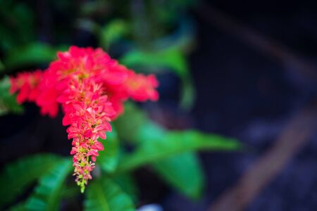 Red flower on a green blurred background Selective focusの写真素材