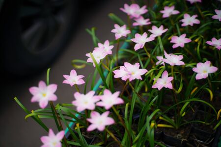 flowers and leaf Summer background close upの写真素材