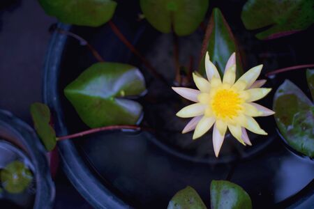 Yellow Water lily Lotus on top view background close upの写真素材