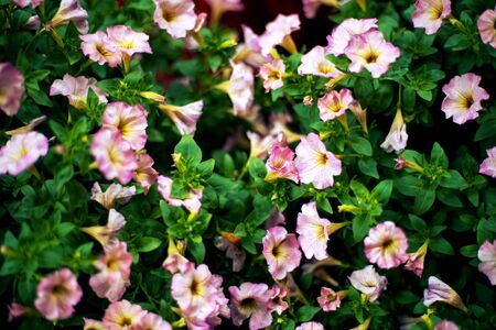flowers and leaf Summer background close upの写真素材