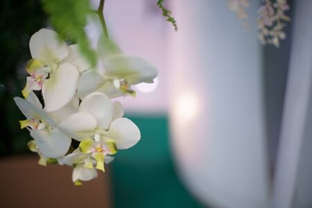 Beautifully White Orchid close up. Wedding Decorationsの写真素材