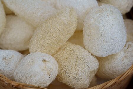 Natural sponge vegetable Thai Luffa Scrub for body scrubbingの写真素材