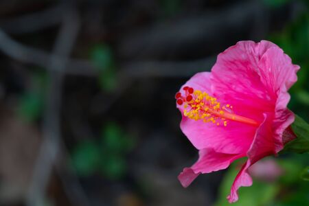 beautiful Single flower with green leaves backgroundの写真素材