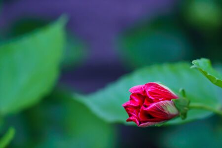 beautiful Single flower with green leaves backgroundの写真素材