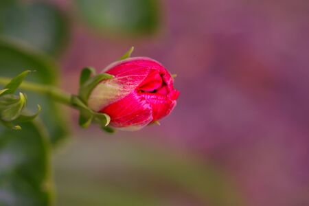 beautiful Single flower with green leaves backgroundの写真素材