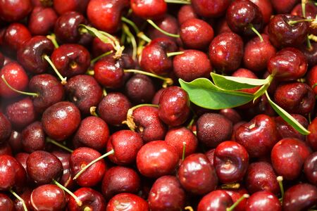 Close up pile of ripe sweet cherries with stalks and leavesの写真素材