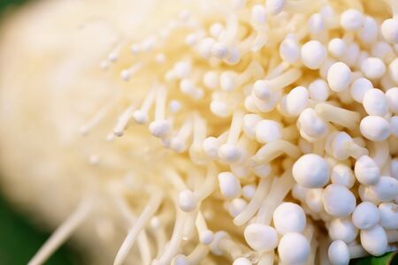 close up Enoki Golden needle mushroom with copy spaceの写真素材