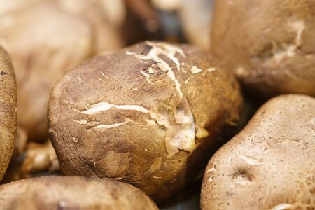Shitake mushroom. Raw and dried shitake mushroom. food ingredientの写真素材