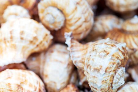group of Sea Shell background Texture close upの写真素材