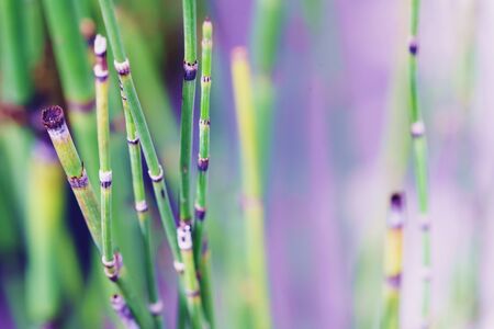abstract Green Tree branch close up backgroundの写真素材
