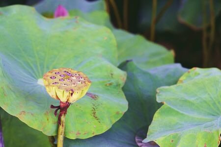 lotus seed pods with green leave backgroundの写真素材