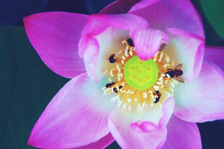 Single Lotus water lily Flower background Texture close upの写真素材