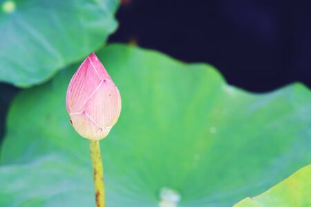 Single Lotus water lily Flower background Texture close upの写真素材
