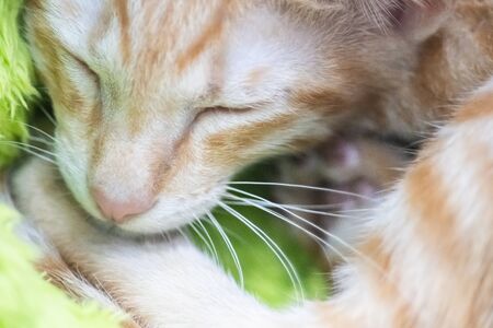 Beautiful portrait of brown or ginger cat face close upの写真素材