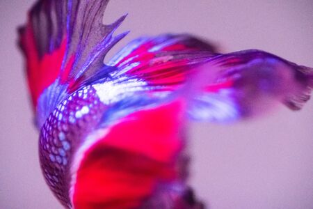 Betta fish, siamese fighting fish, betta splendens close upの写真素材