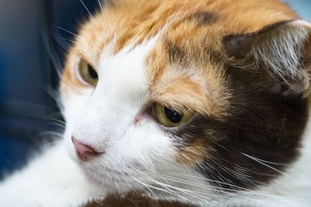Beautiful portrait of brown or ginger cat face close upの写真素材