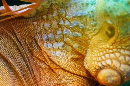 Iguana close up macro animal portrait photoの写真素材