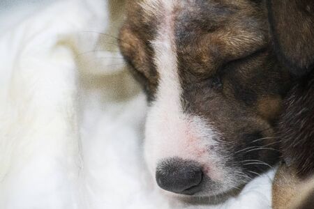 Portrait of small Beautiful dog sleep on the bedの写真素材