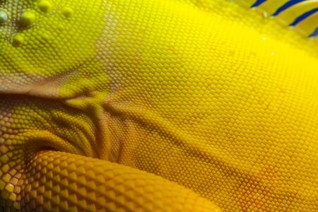 Iguana close up macro animal portrait photoの写真素材