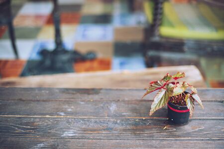 Beautiful Small little tree in the pod on wood table at the gardenの写真素材