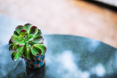 Beautiful Small little tree in the pod on wood table at the gardenの写真素材