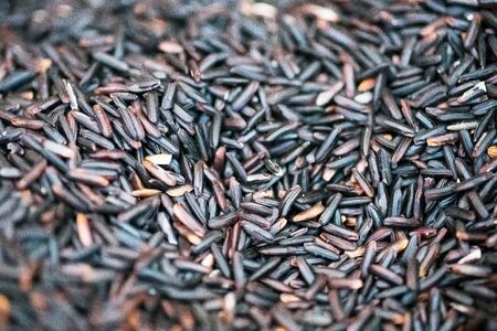 Close up of Paddy rice Texture Background