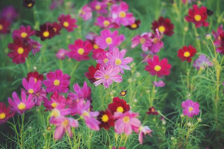 Beautiful summer Purple Pink flower blooming in garden background