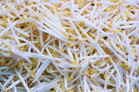 Close up Organic mung bean sprout for food, thai street food marketの写真素材