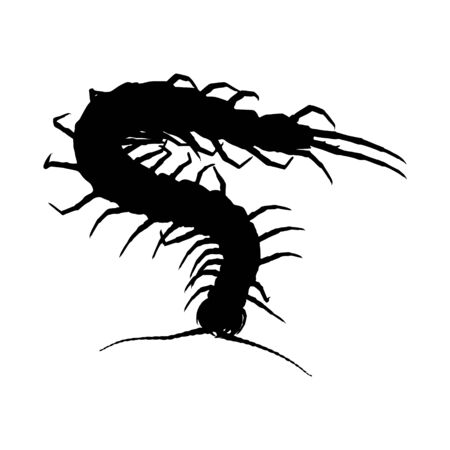 Centipede (Chilopoda) Silouette, Long Body Shape And Venomous Fangs Found Around The Worldのイラスト素材