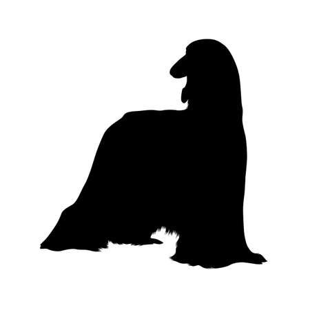 Standing Afghan Hound Silhouette Isolated On Whiteのイラスト素材