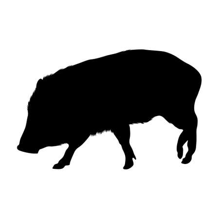 Collared Peccary (Pecari Tajacu) Silhouette Vector Found In Map Of South Americaのイラスト素材