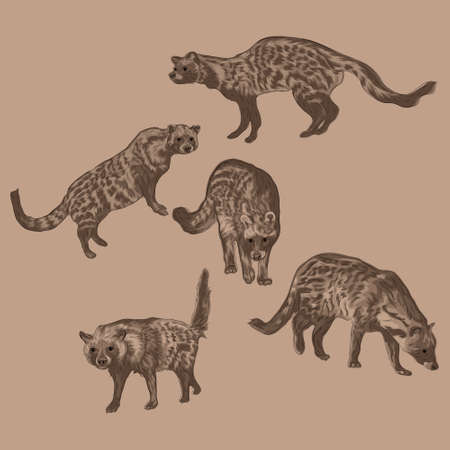 Animal Wildlife African Civet Overlapping Vector Style Setのイラスト素材